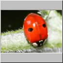 Harmonia axyridis - Asiatischer Marienkaefer 66b.jpg